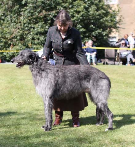 CH GREYFRIARS GILLE TO BEARDSWOOD